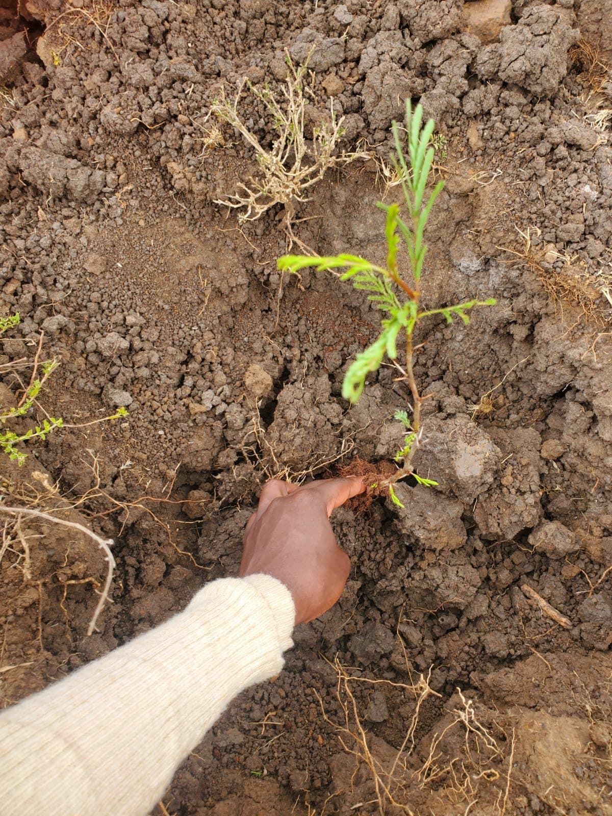 A hand planting a young tree seedling in dry soil